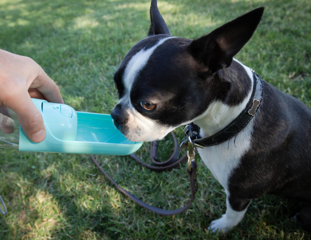 dog drinking water