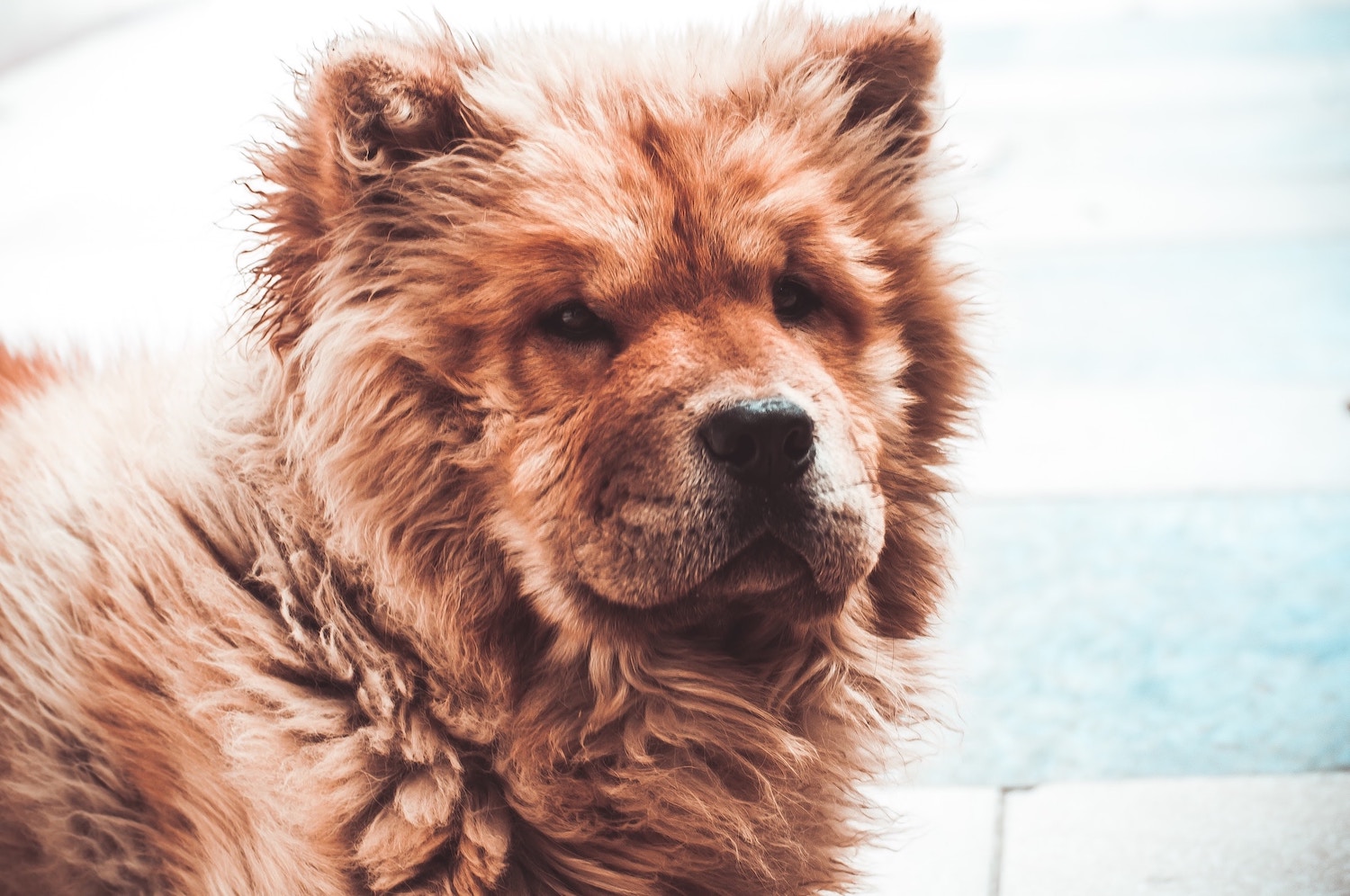 Top 10 Oldest Dog Breeds In The World Pawprides   ODBchowchow 