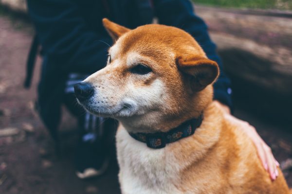 Top 10 Oldest Dog Breeds in the World | Pawprides