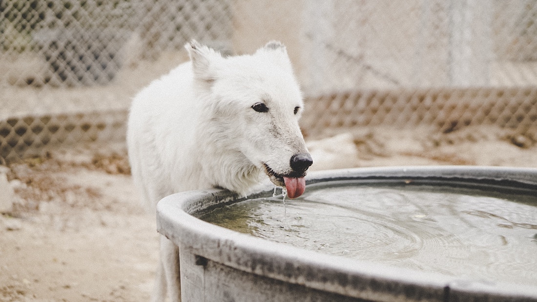 How long Can Dogs Go Without Food and Water? | Pawprides