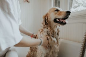 train dog to greet visitors